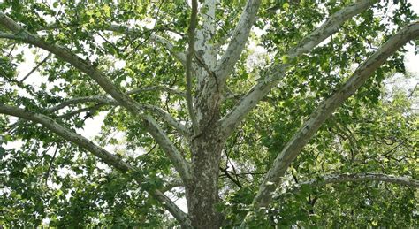 American Sycamore Tree Seeds-A huge, stately, and impressive tree, grows fast - Tree Seeds