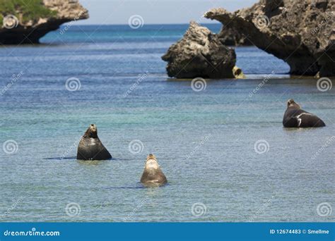 Seals stock image. Image of australia, close, ocean, seal - 12674483