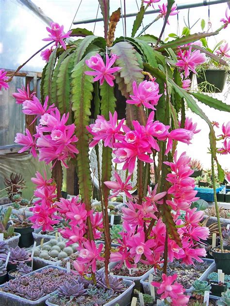 Disocactus phyllanthoides | Orchid cactus, Blooming cactus, Cactus plants