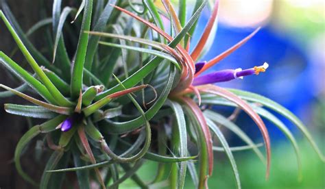 Air Plants: Facts, Benefits, Grow & Care Tips in 2023