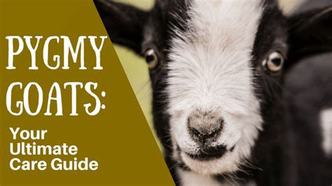 Pygmy Goats: (The Ultimate Care Guide)