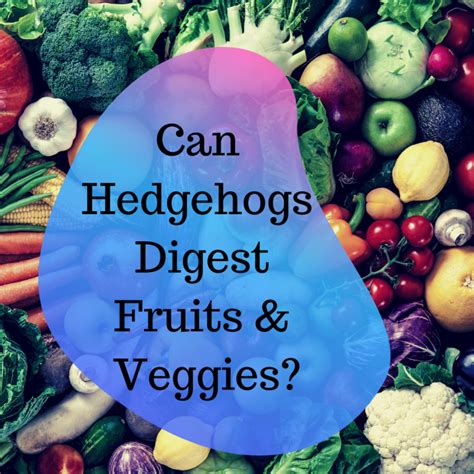 Hedgehog Food: What’s the best diet? - Hedgehog Advice