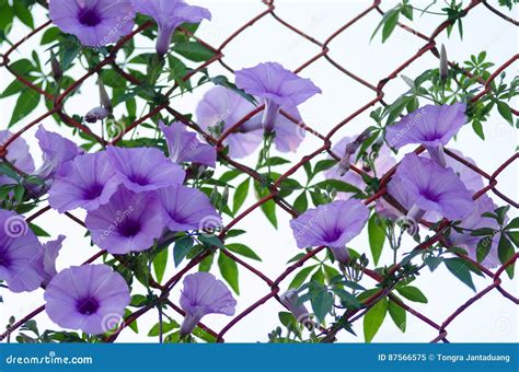 Purple Flowers Ipomoea Cairica Beautiful Bloom on Fence a Star Stock Image - Image of detailed ...