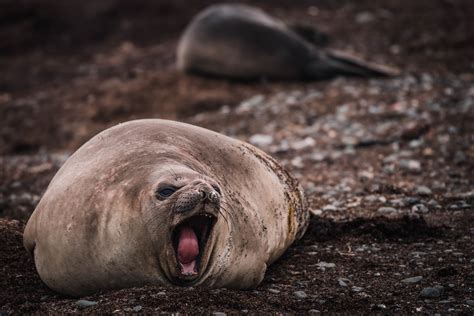 Wildlife - Antarctica