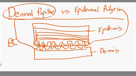 dermal papillae vs epidermal ridges - YouTube