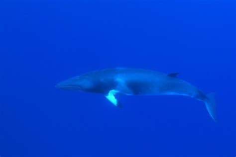 Wildlife in Greenland: Whales | Visit Greenland