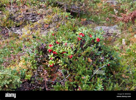 Sarek National Park Stock Photo - Alamy