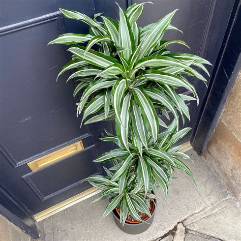 Dracaena ‘Compacta Variegata’ - grow urban.