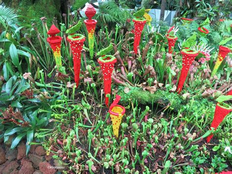 Carnivorous Plants Garden