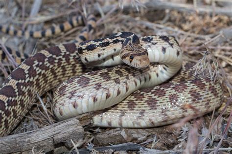 Great Basin Gopher Snake - NDOW