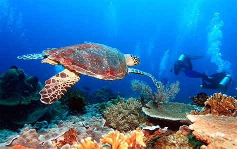 Cozumel Scuba Diving Packages - Blue XT~Sea Diving