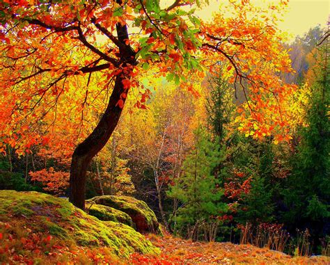 autumn, Trees, Forest, Nature Wallpapers HD / Desktop and Mobile ...