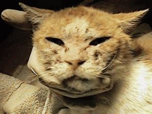 Cat Mange (Feline Scabies): All You Need To Know and More