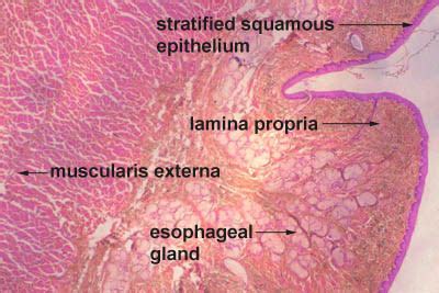 Histology-World! Histology Fact Sheet-Esophagus