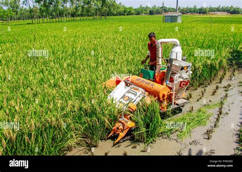 Agriculture bangladesh Stock Photo - Alamy