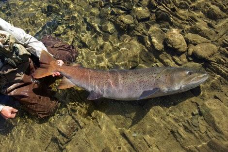 World’s Largest Fish Edges Toward Extinction - Wild Salmon Center