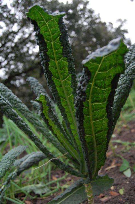 Lacinato Kale | Sweetwater Organic Farm