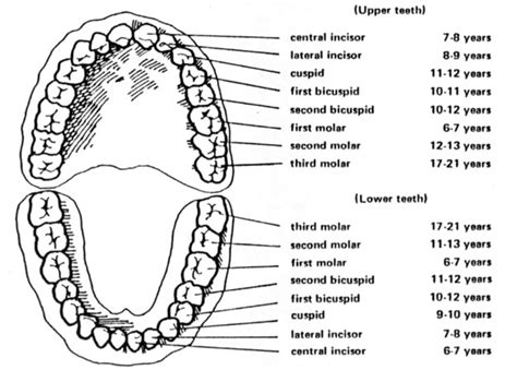 When Should Adult or Permanent Teeth Come In? - Wainright & Wassel DDS