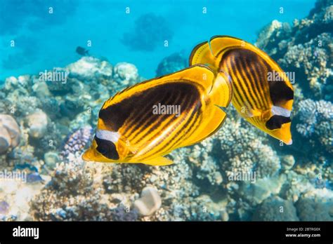 Pair of Raccoon Butterflyfish (Chaetodon lunula, crescent-masked, moon ...