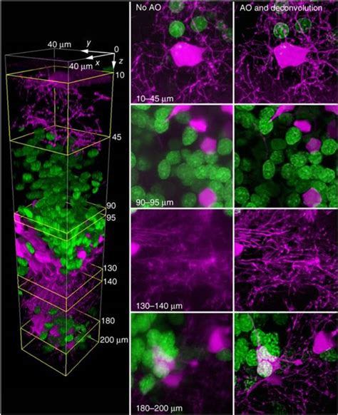 Adaptive optics is used in microscopy. ALPAO deformable mirror specification fit the specific ...