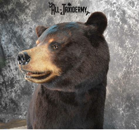 Black Bear Taxidermy mount for Sale SKU 1150 | All Taxidermy