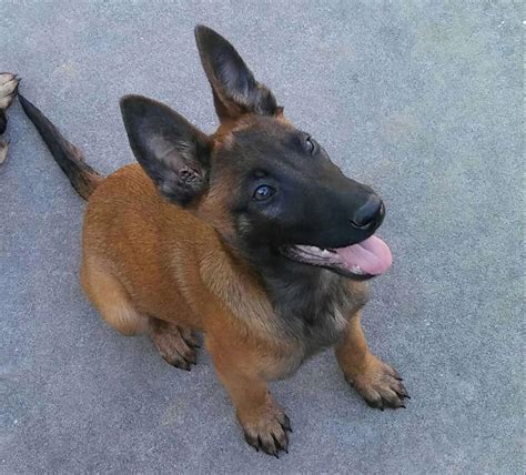 Belgian Malinois puppy Male for sale in Houston, TX - 5miles: Buy and Sell