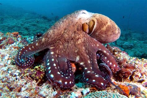 Common Octopus – "OCEAN TREASURES" Memorial Library