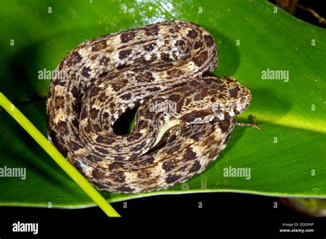 Juvenile Fer de Lance (Bothrops atrox) a venomous viper coiled in the rainforest understory ...