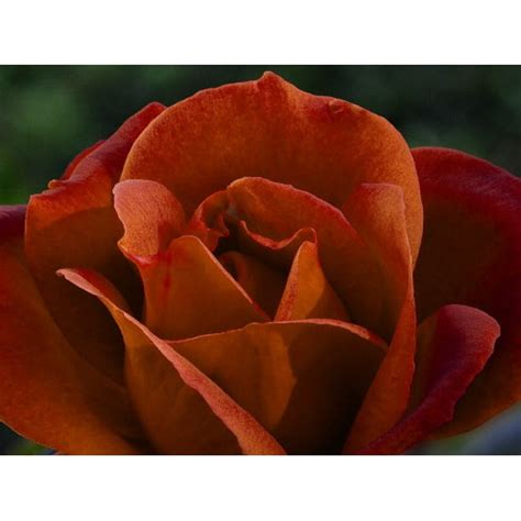 Hot Cocoa Rose - Chocolate Blooms, Sweet Fragrance - 4" Pot - Walmart ...