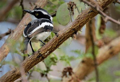 Meet the Wildlife of Lake Victoria on Safari