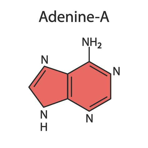 molécula de base adenina-purina. la base está presente en dna y rna. ilustración médica. 8569626 ...