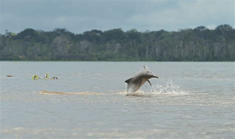 15 Interesting Pink River Dolphin Facts - Rainforest Cruises