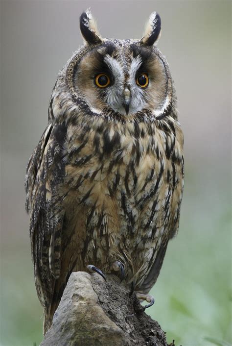 A Brief Introduction to the Common Types of Owls