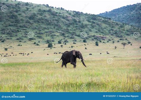 Elephants in Maasai Mara, Kenya Stock Image - Image of bird, chuquisaca ...