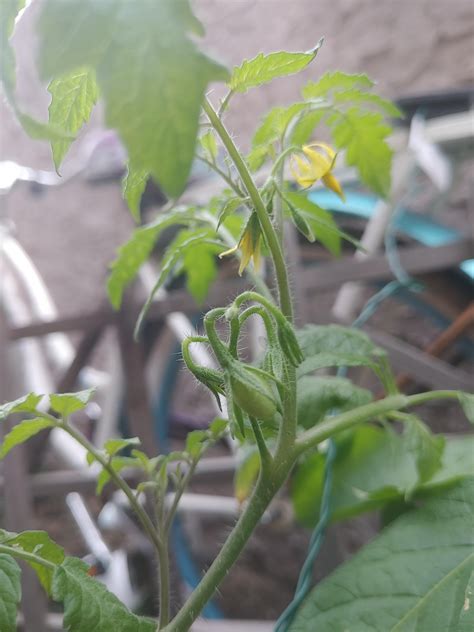 My first tomato plant finally fruiting!!! I can't even begin to explain ...