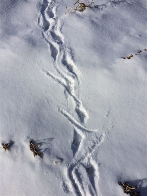 Opossum tracks in the snow. Notice the tail dragging! One of the easiest ways to identify ...