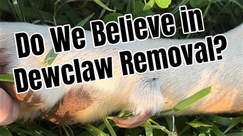 What Do We Think About Dewclaw Removal? - YouTube