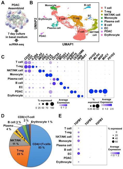 Single-cell RNA-seq analysis of PDAC assembloids containing endothelial ...