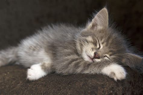 Grey kitten with white paws sleeping sweetly. Photograph by Olga Goncharenko - Pixels