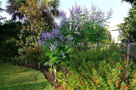 Five reasons you should plant a Vitex | Hometalk