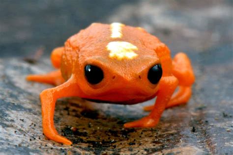 Tiny pumpkin toadlet frogs are very clumsy jumpers and now we know why | New Scientist