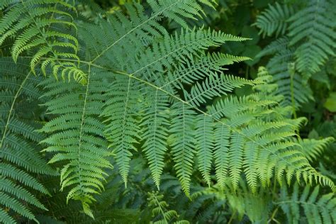 Free photo: Fern, Leaves, Green, Nature, Plant - Free Image on Pixabay ...