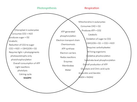 38 cellular respiration and photosynthesis diagram - Wiring Diagrams Manual