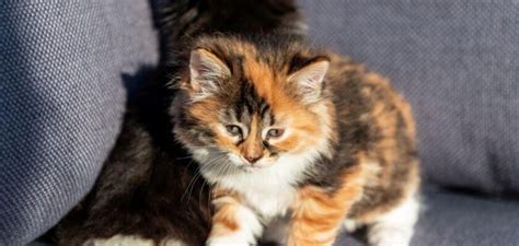 Calico Cat Breeds: Calico Cat Facts - PetsTime