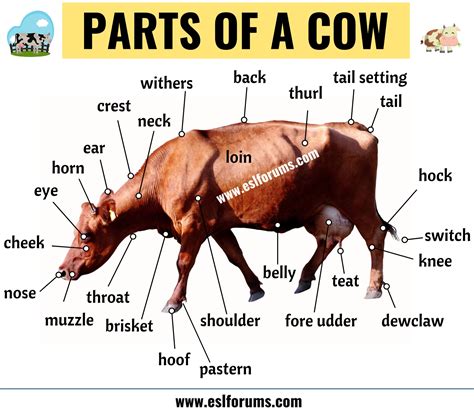 Diagram Of A Cow