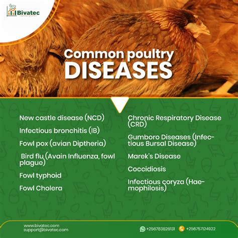 Diagnosing Poultry Diseases: Understanding Symptoms, Behavior, and Observations