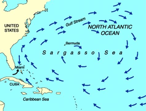 RTSea Blog: observations on oceans, sharks and nature: The Sargasso Sea: a famed Atlantic Ocean ...