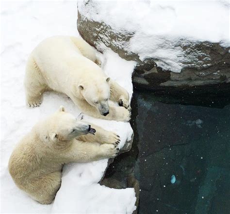 Ontario is home to the largest polar bear habitat in the world