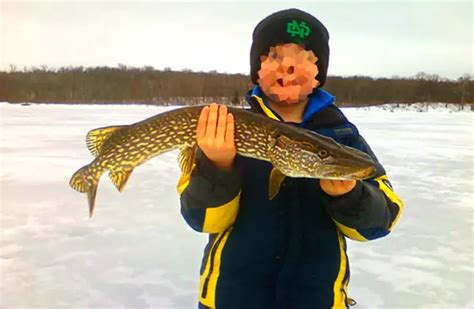 Northern Pike - Description, Habitat, Image, Diet, and Interesting Facts