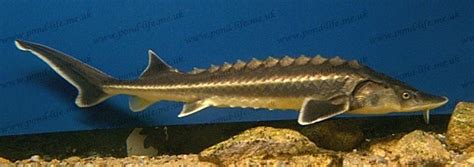 Sturgeon Species List - sturgeons - Pond Life